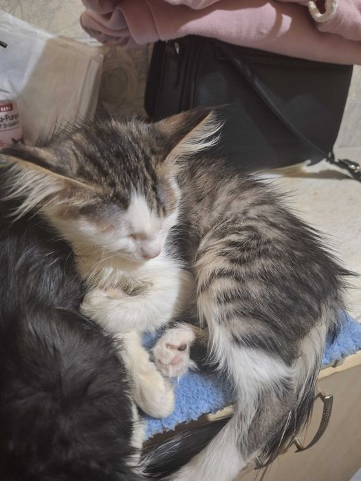 Породистые котята