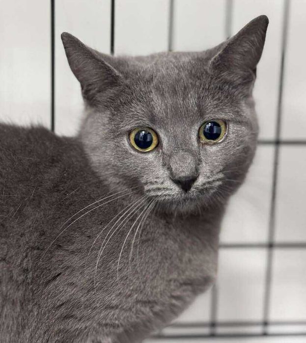 Женско коте Силви търси дом