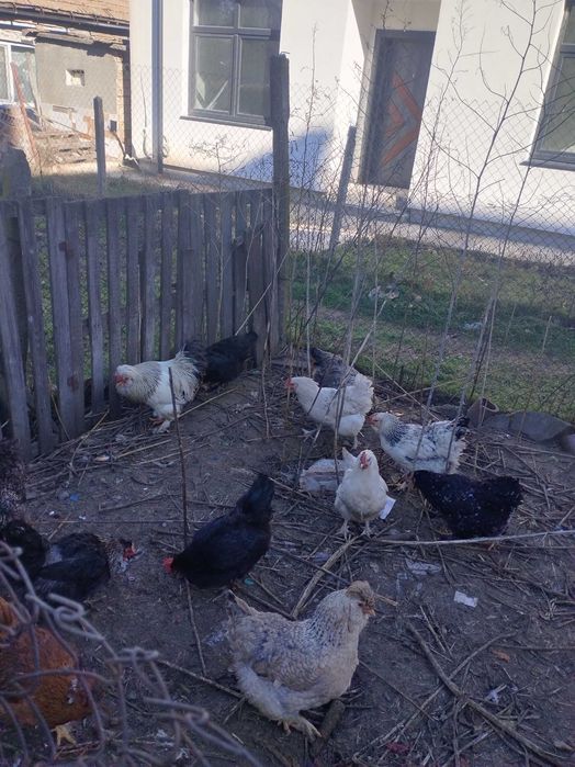 Продавам яйца от различни породи