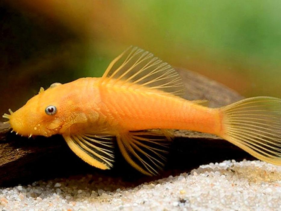 Рыбки меченосецы  и сомики