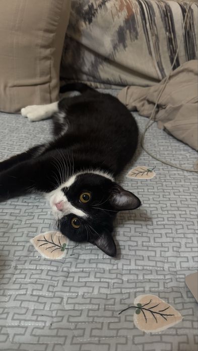 Отдам котенка в хорошие руки