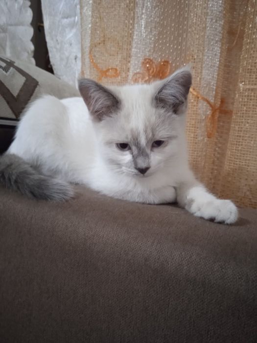 Отдам котят в хорошие руки!