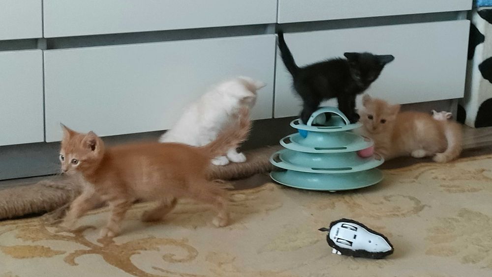 Котята в добрые руки