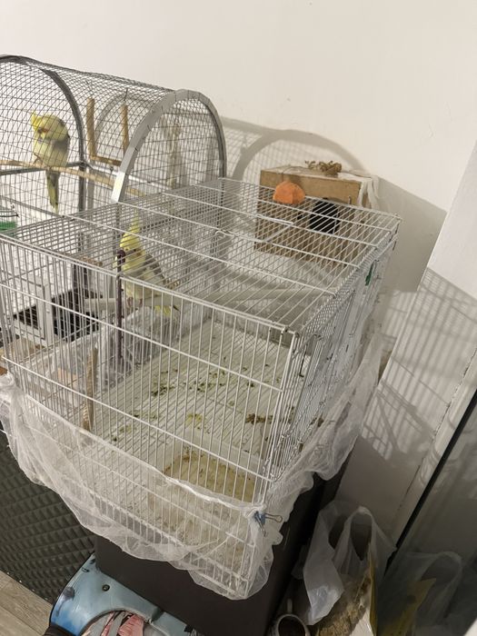 Корелла с клеткой