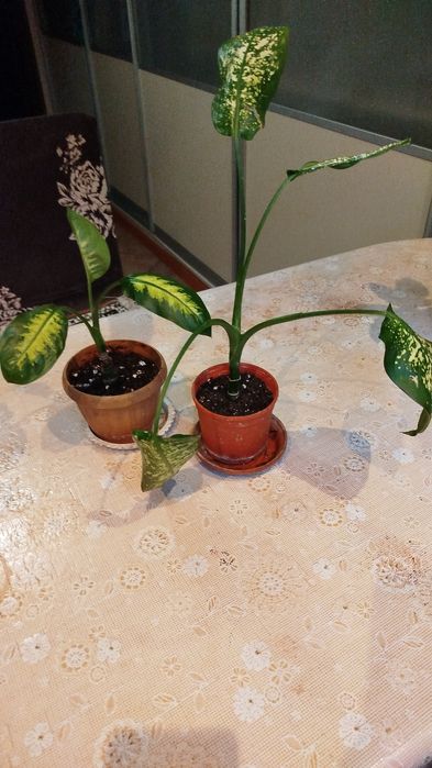 Цветы домашние разные