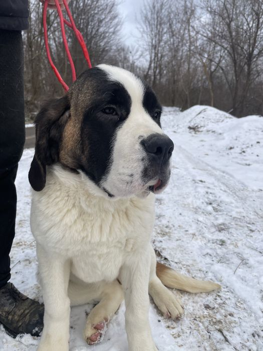 Femela Saint Bernard cu pedigree - par scurt