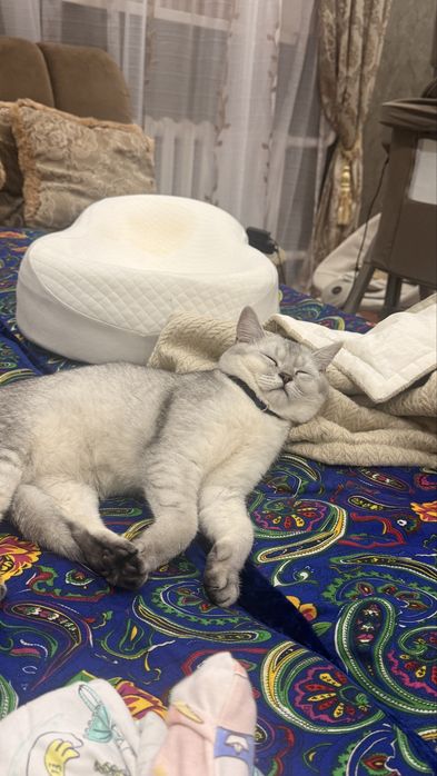 Британский шиншилла на вязку