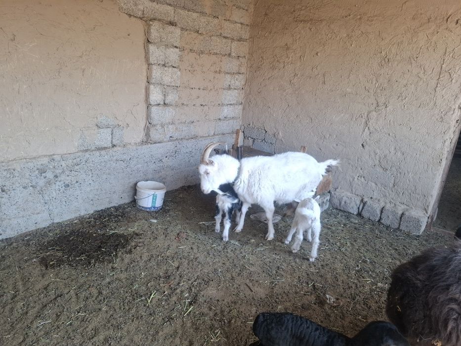 Ешкі сатылады лақты ешкі