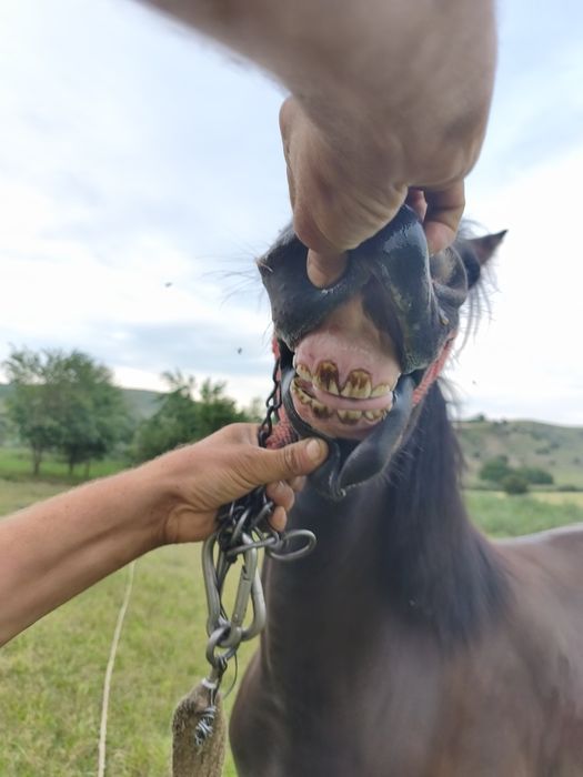 Vînd iapă de 3 anii blîndă iapa nu zvîrle ie cuminte trage foarte bine acest ori ce probă