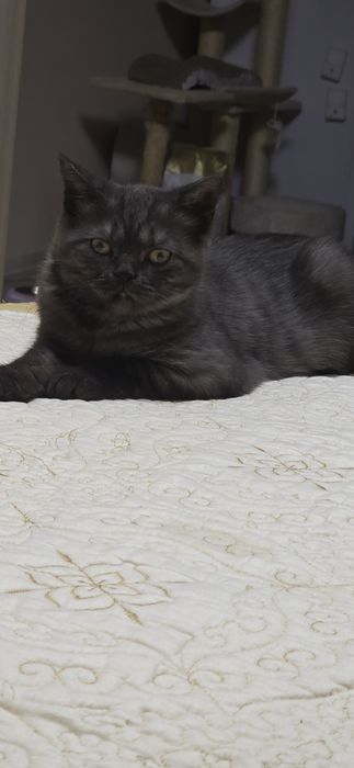 British shorthair