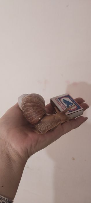 Продам улиток Ахатина