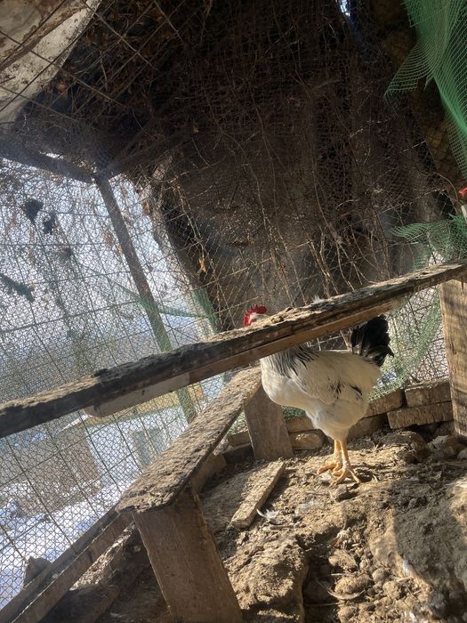 Петух адлер продоистый