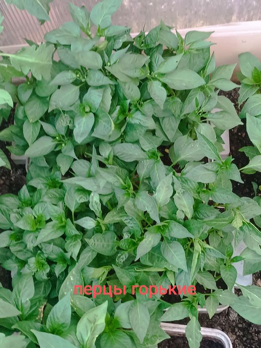 Продам рассаду томатов,перцев