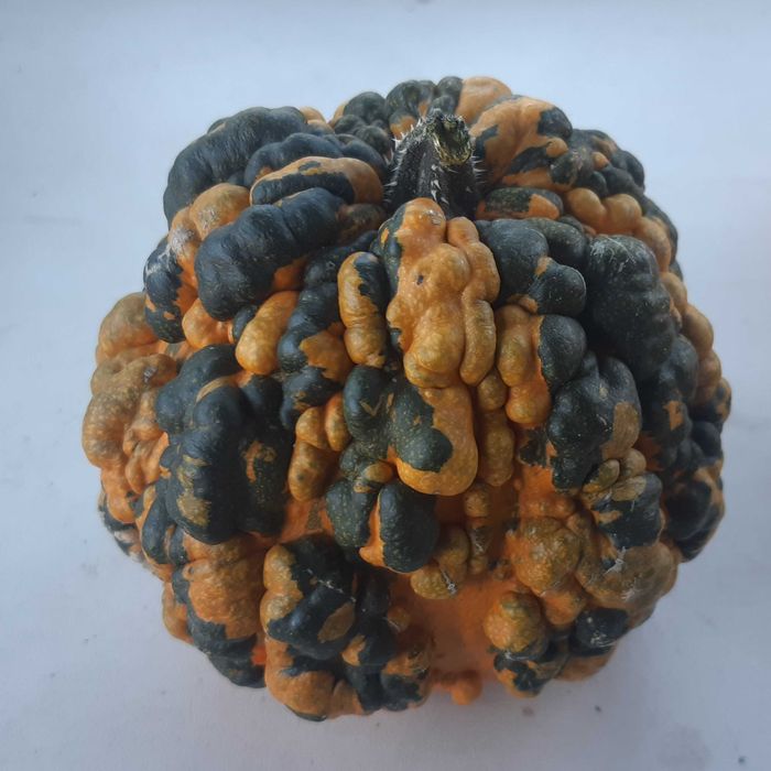 тыква декоративная