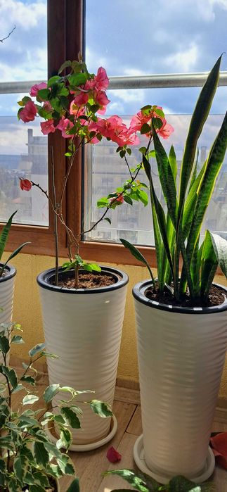 Сансевиера, Snake plant