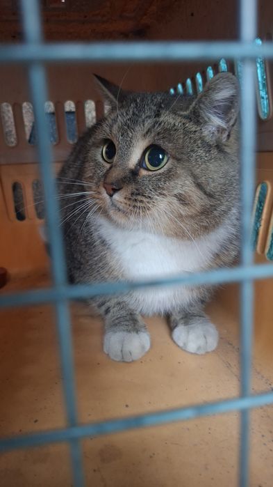 Кошечка ищет дом