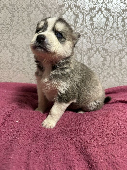 Щенки сидирского хаски