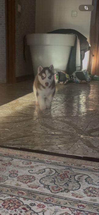 Шоколадная голубоглазка