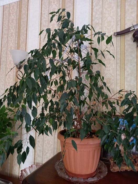 Продаются комнатные цветы