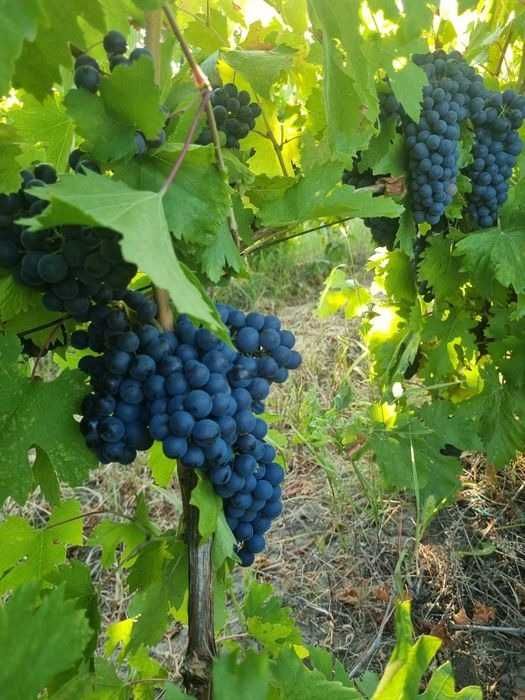 Struguri de vin din Vrancea soiuri alese, transport gratuit în Vaslui - Iași, pret producator