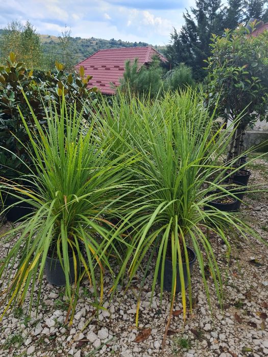Plante ornamentale  gazon rulou