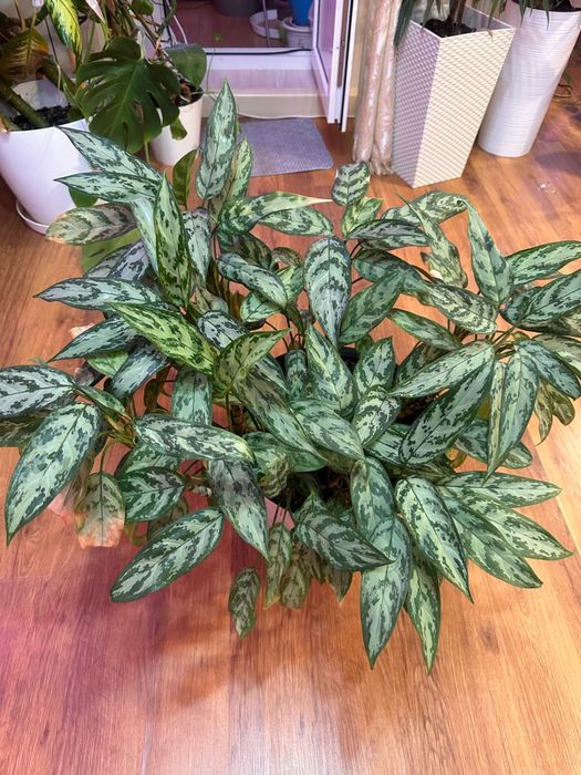 Растения деревья живые