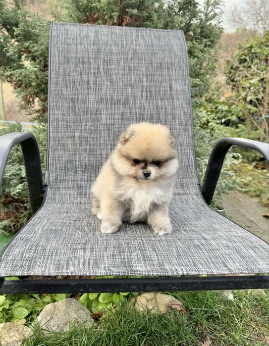 Померан мини момиче. Померанче