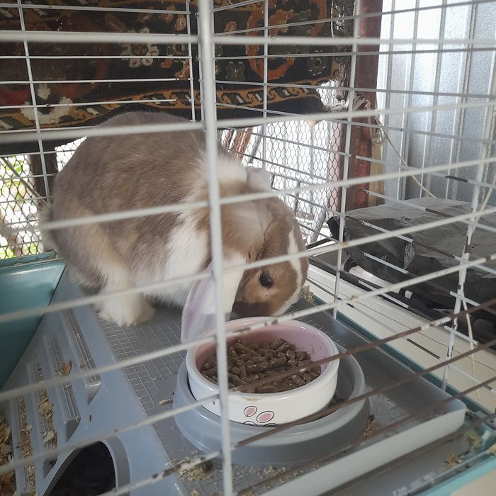 Кролик вислоухий