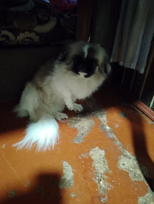 Продам пекинеса за 100 долларов