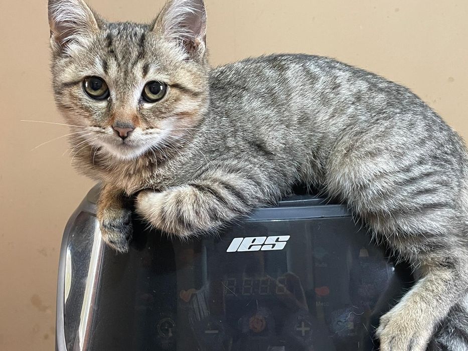 Пропал котик  мальчик