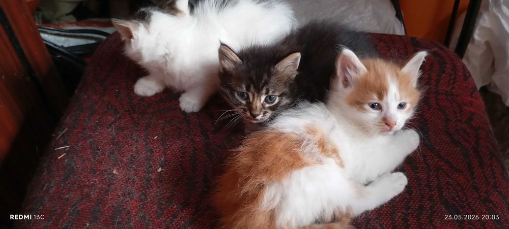 Подарявам малки котенца гр. София