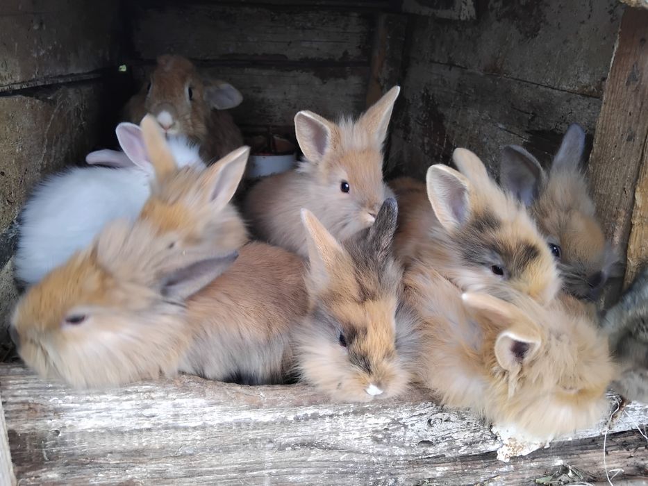 Vând iepuri cap de leu