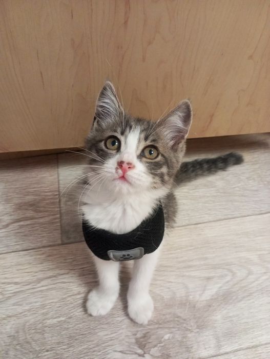 Срочно пристраиваем котенка мальчика!!