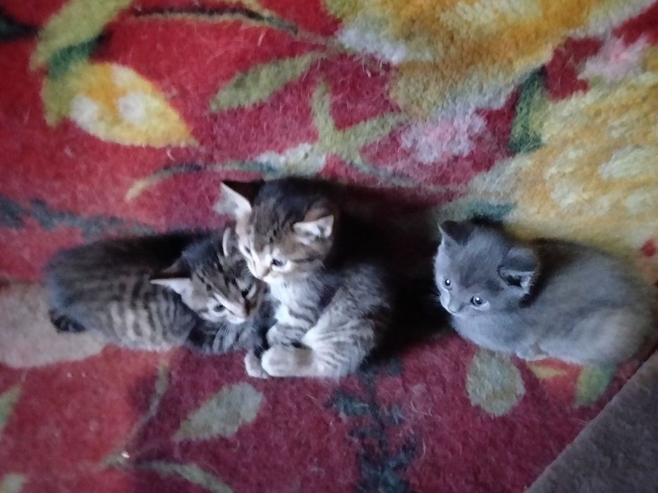 Котята даром михахайловка