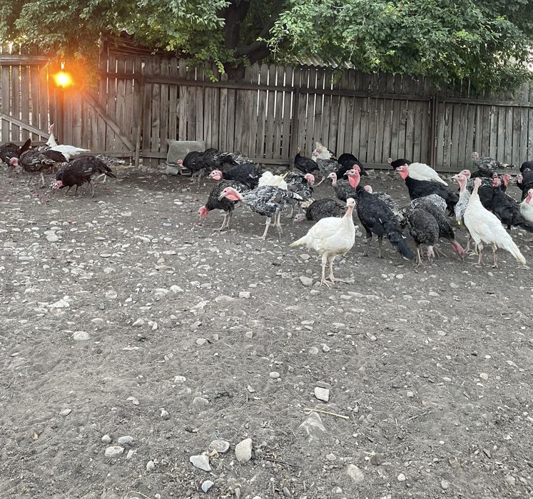 Pui curca din primavara