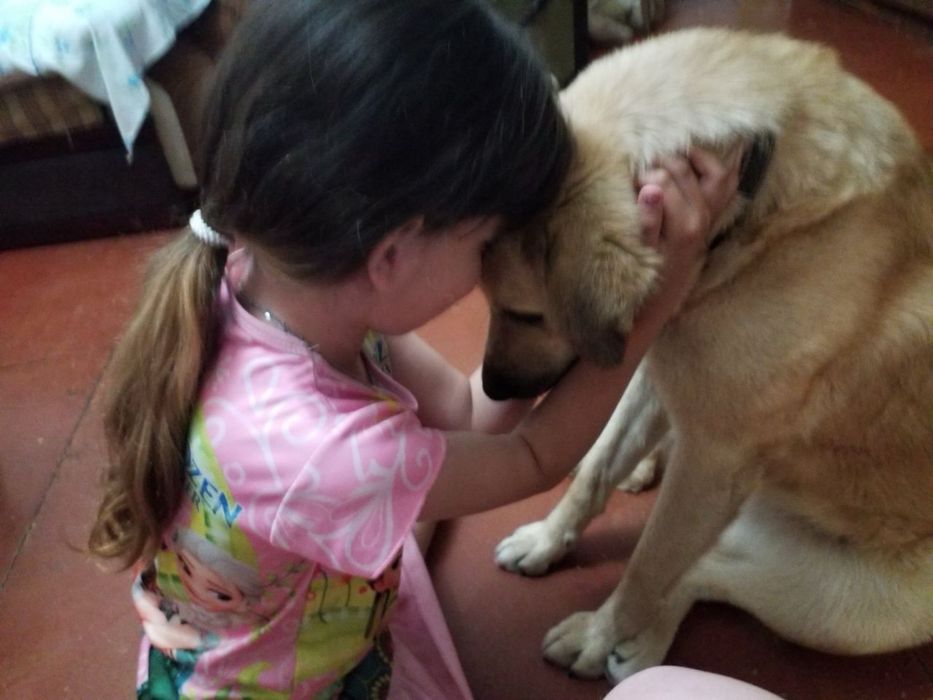 Отдадим даром домашнюю собаку