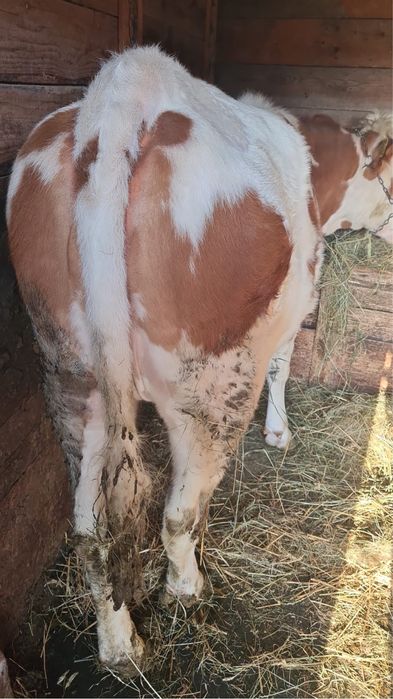 Vacă gestantă de 3 luni