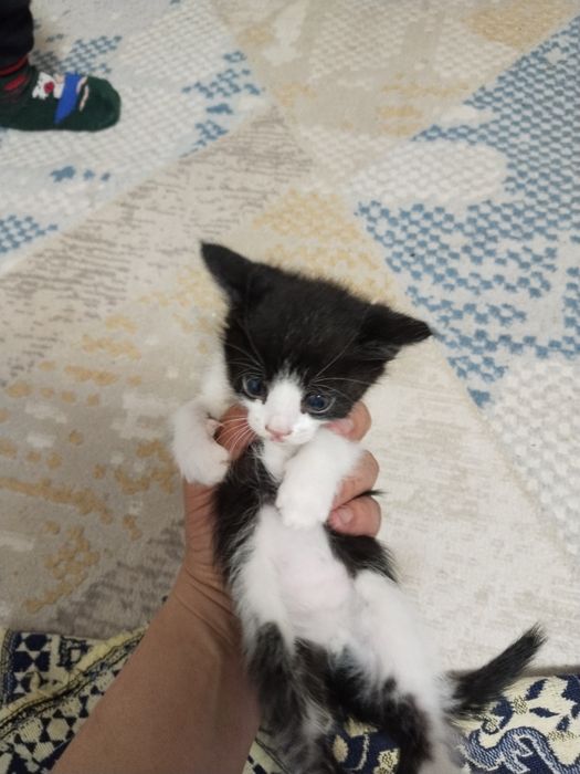 Отдам даром котят