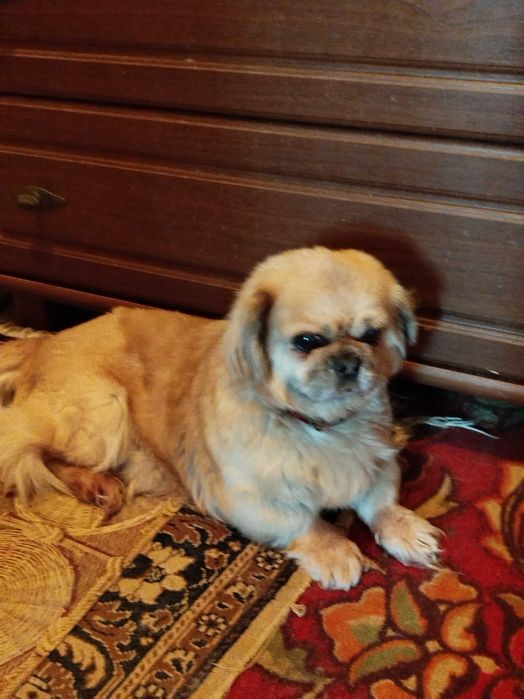 Невеста "Пекинес" ищет жениха