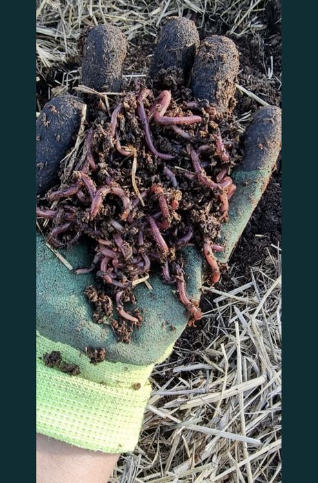 Продам черви калифорниские