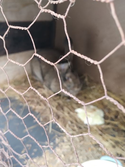 Iepuri uriaș german