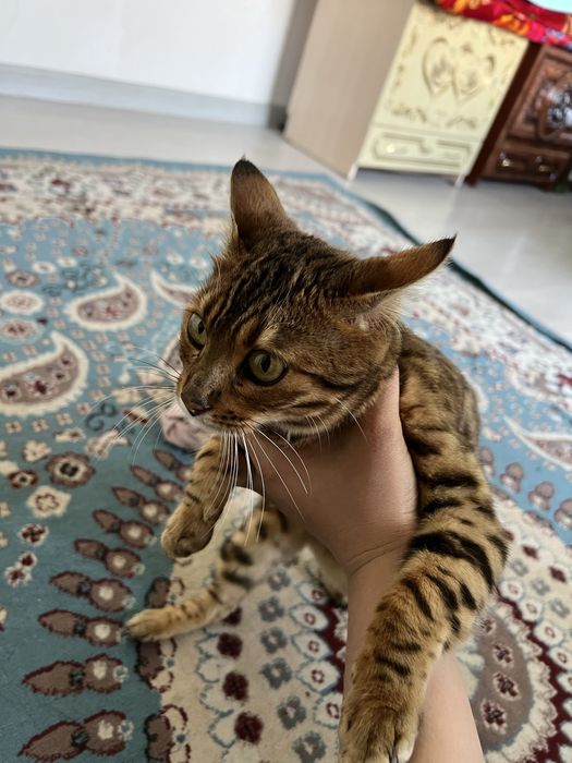 Бенгальская кошка