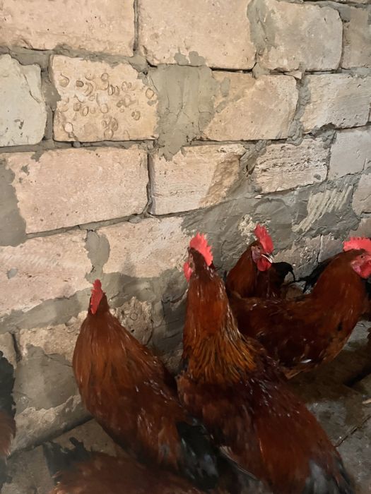 Жас Әтештер сатылады