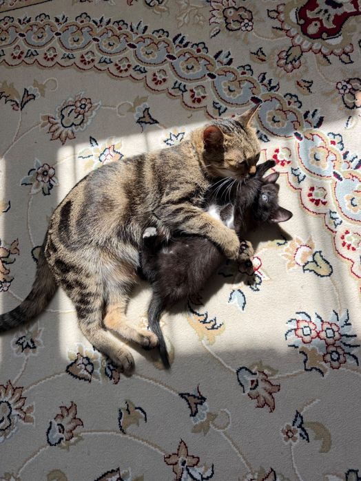 Отдам котенка в добрые руки