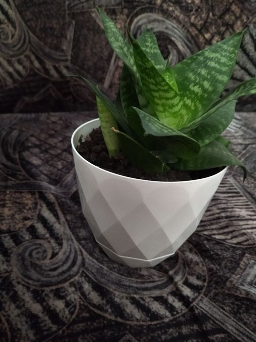 Limba soacrei mini