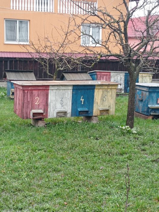 Vând 3 familii de albine