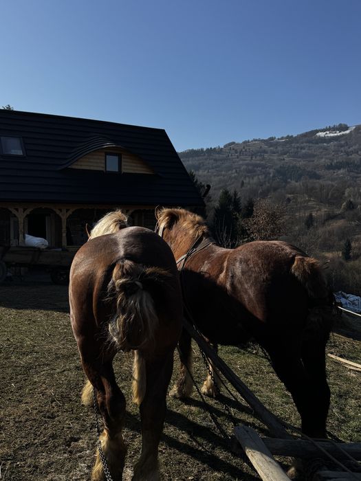Vând  cai sau schimb cu jeep 4x4