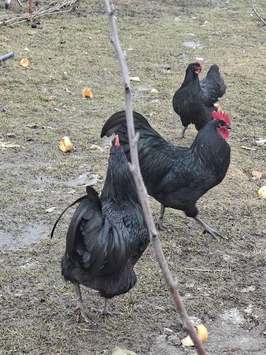 Cocosi australorp