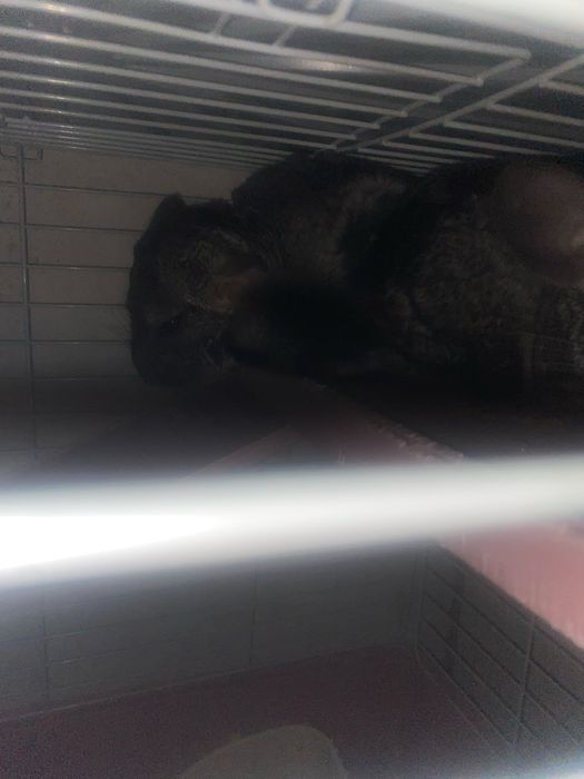 Срочно продам шиншилл