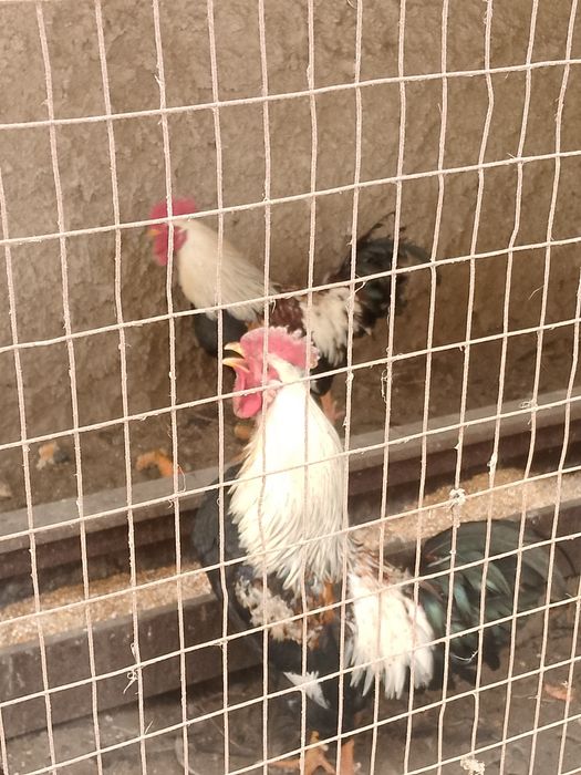 Продам молодых Петушков